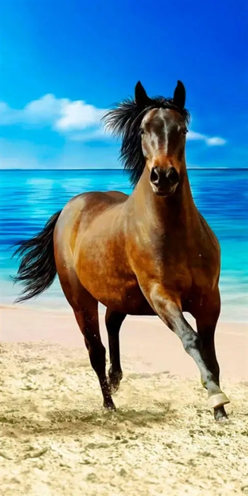 Billede af Heste håndklæde - 70x140 cm - Hest på stranden - Badehåndklæde - 100% Bomuld